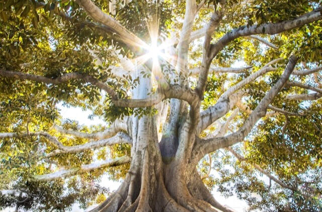 tree-of-life